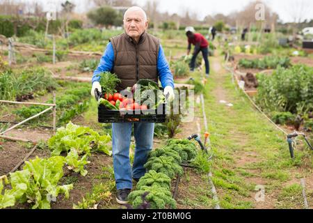 Älterer Gartenbauer hält Kiste mit Gemüseernte Stockfoto