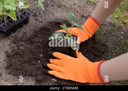 Frau, die Gartenhandschuhe trägt, die im Freien Sämlinge pflanzt, Nahaufnahme Stockfoto