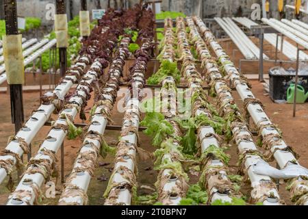 Sterbende Salate am hydroponischen System Stockfoto