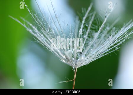 Samen der Löwenzahnblüte mit Wassertropfen auf verschwommenem grünem Hintergrund, Makrofoto Stockfoto