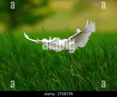 Ein schneebedeckter Egret mit engelhaften Flügeln, die auf einem Feld aus grünem Schilf landen. Stockfoto