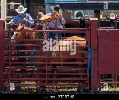 Ein Cowboy zieht einen Sattel auf einen bockenden Bronco bei einem Rodeo. Das Pferd ist in einem Korral. Ein anderer Cowboy ist bereit, das Gurtzeug um den Bruder anzulegen Stockfoto