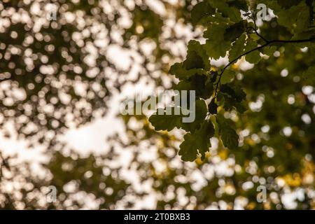 Bild von Eichenblättern auf einem Ast eines Baumes von Quercus Robus. Quercus robur, allgemein bekannt als gewöhnliche Eiche, Stieleiche, Europäische Eiche oder Stockfoto