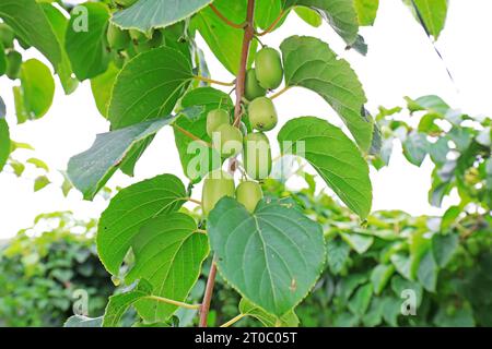 Reifung von Actinidia arguta in Niederlassungen, China Stockfoto