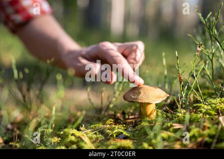 Waldpflanzen, Ökologie, Menschen. Man berührt ihn mit dem Finger, um Pilze zu wachsen. Fürsorgliche Einstellung rettet den Planeten. Stockfoto