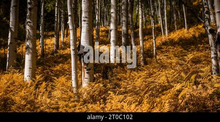 Dickes Farnunterholz, das in den Herbstfarben in der Nähe von Crested butte, Colorado, orange wechselt Stockfoto