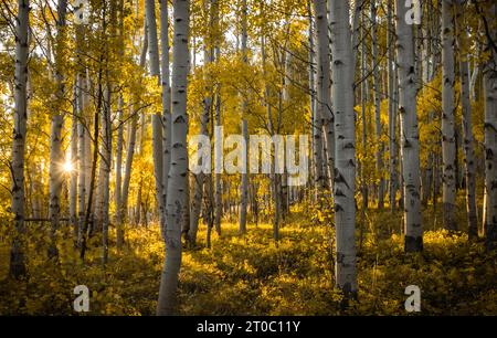 Abendsonne, die Ende September durch dichten Aspenhain in den Herbstfarben in Crested Butte, Colorado, spitzt Stockfoto