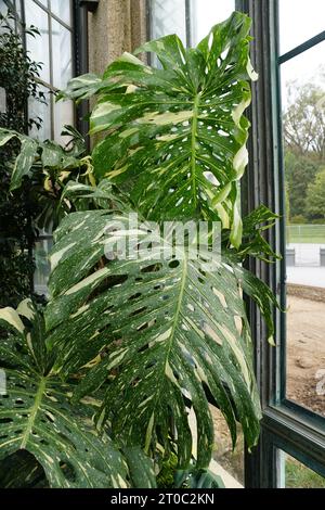 Schöne große Blätter der bunten Monstera Thai Constellation, einer seltenen tropischen Pflanze Stockfoto