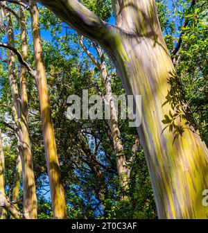 Pfad zum Regenbogen Eukalyptus Tree Forest auf der Straße nach Hana, Haiku-Pauwela, Maui, Hawaii, USA Stockfoto