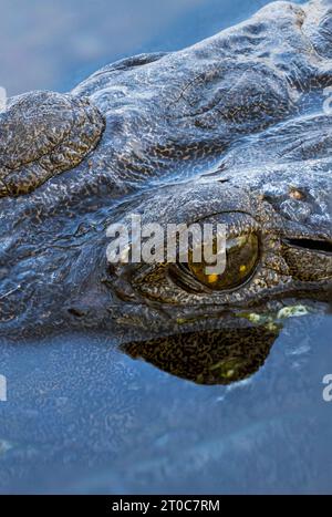 Nahaufnahme eines Süßwasser-Krokodilauges, das im Wasser reflektiert wird Stockfoto