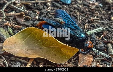 Ein totes Insekt auf dem Boden, das von einer Fliege genähert wurde Stockfoto