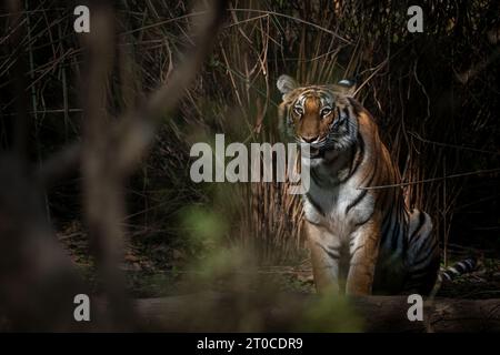 Tiger, der im Lebensraum des terai-Waldes sitzt Stockfoto