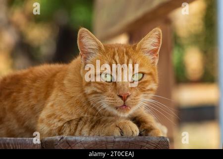 Wilde Ginger zypriotische Katze auf Zypern. Blick auf die Kamera Stockfoto