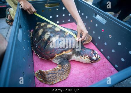 Eine Meeresspezialistin, Iona, eine Karettschildkröte, die letztes Jahr an einem Strand in Schottland gefunden wurde, über 1.000 Meilen von ihrem natürlichen Lebensraum entfernt, in einer Einrichtung auf den Azoren in Portugal, bevor sie wieder in den Atlantik freigelassen wurde. nachdem sie von Sea LIFE-Mitarbeitern und Meeresspezialisten wieder gesund gepflegt wurden. Bilddatum: Mittwoch, 4. Oktober 2023. Stockfoto