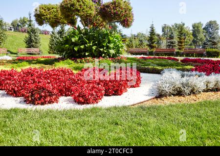 Eine wunderschöne Blumen Begonia und Silver Dust Cineraria Maritima wächst im Stadtgarten. Pflanzen- und Gartenkonzept. Üppig blühende bunte gemeinsame g Stockfoto