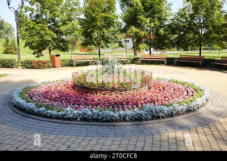 Eine wunderschöne Blumen Begonia und Silver Dust Cineraria Maritima wächst im Stadtgarten. Pflanzen- und Gartenkonzept. Üppig blühende bunte gemeinsame g Stockfoto