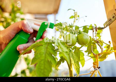 Tomate wächst in einem Gewächshaus. Die Hände der Männer halten die Sprühflasche fest und gießen die Tomatenpflanze Stockfoto