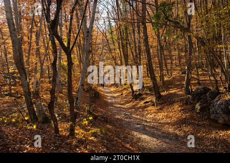 Herbst Wald Touristen Wandern. Nicht erkennbare Menschen von hinten reisen durch den Herbstwald. Das Konzept des Tourismus, des aktiven Lebensstils, des Wanderns Stockfoto