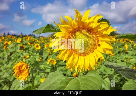 Nahaufnahme einer Sonnenblume auf einem Sonnenblumenfeld, selektiver Fokus. Stockfoto