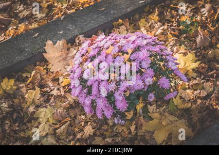chrysanthemenblume bedeckt mit herbstlichen gelben und orangen Blättern Stockfoto
