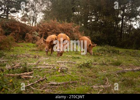 Tamworth-Schweine, die im New Forest umherstreifen Stockfoto