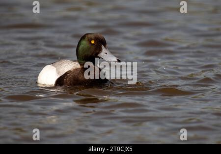 Less Scaup, ein weit verbreiteter nordamerikanischer Wasservogel, der in zahlreichen Vogelsammlungen in Großbritannien zu finden ist, darunter Slimbridge. Stockfoto