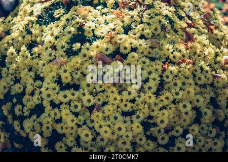 chrysanthemenblume bedeckt mit herbstlichen gelben und orangen Blättern Stockfoto