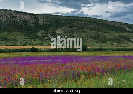 Sommerlandschaft Blumen Feld Berge. Blühendes grünes Tal. Schöner Sommerblick mit wilden Wildblumen. Delfinismohn blühte im Juni. Nat Stockfoto