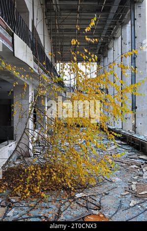 Die Natur übernimmt. Im verlassenen Kulturpalast Energetik in Pripyat, Ukraine, 26 Jahre nach der Katastrophe von Tschernobyl im Oktober 2012 Stockfoto