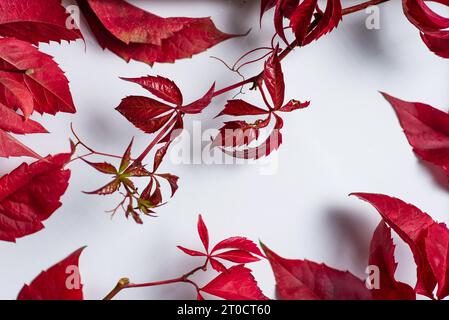 Zweige mit blutroten Blättern in Nahaufnahme über weißem Hintergrund. Abstrakter Hintergrund mit Herbstfarben Stockfoto