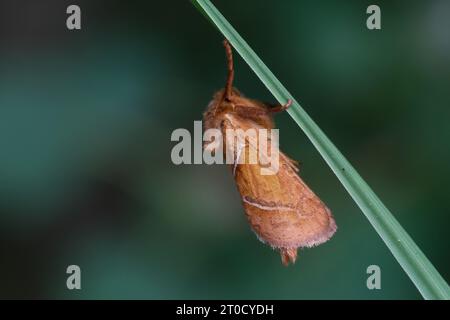 Ampfer-Wurzelbohrer, Ampferwurzelbohrer, Triodia sylvina, Triodia reducta, Triodia pallida, Orange SWIFT, La Sylvine, Hepialidae, Wurzelbohrer Stockfoto