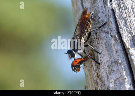 Zinnober-Mordfliege, Weibchen, mit erbeutetem Marienkäfer, Beute, Choerades ignoa, Raubfliegen, weiblich, Raubfliegen, Mordfliegen, Asilidae, Stockfoto