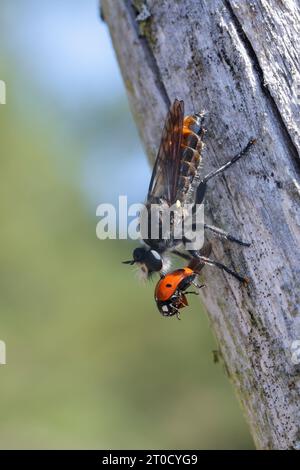 Zinnober-Mordfliege, Weibchen, mit erbeutetem Marienkäfer, Beute, Choerades ignoa, Raubfliegen, weiblich, Raubfliegen, Mordfliegen, Asilidae, Stockfoto