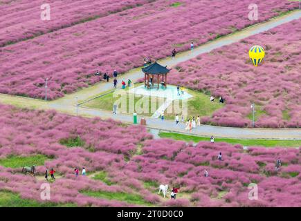 NANJING, CHINA - 6. OKTOBER 2023 - Touristen-Tour zwischen rosa Blumen in Nanjing, Provinz Jiangsu, China, 6. Oktober 2023. Stockfoto