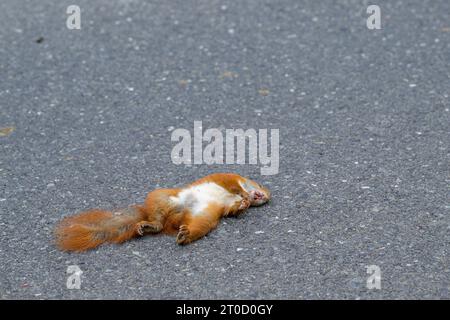 Ein totes weibliches Eichhörnchen liegt auf der Straße Stockfoto
