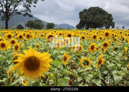 Genießen Sie den goldenen Glanz eines Sonnenblumenparadieses. Stockfoto