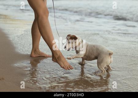 Der Hund spielt am Strand Jack Russell Terrier Stockfoto