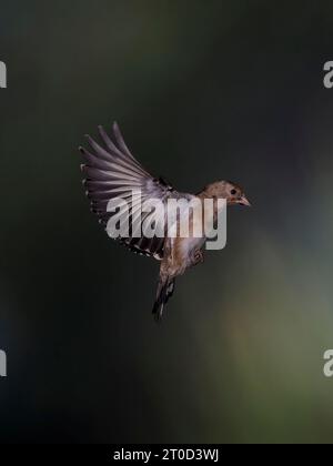 Goldfinch Carduelis Carduelis, Jugendlicher im Flug. Stockfoto