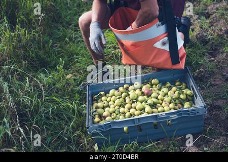 Arbeiter, der die Ernte von Wildbirnen in Südschweden entlädt Stockfoto