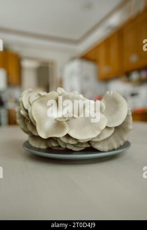 Nahaufnahme von Gourmet-Pilzen, die sich auf dem Küchentisch zusammenklumpten Stockfoto