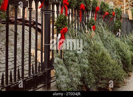 weihnachtsbäume stehen zum Verkauf an einem Zaun und warten auf Häuser Stockfoto