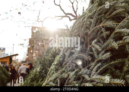 weihnachtsbäume standen im Dezember an einem Stadtzaun zum Verkauf Stockfoto