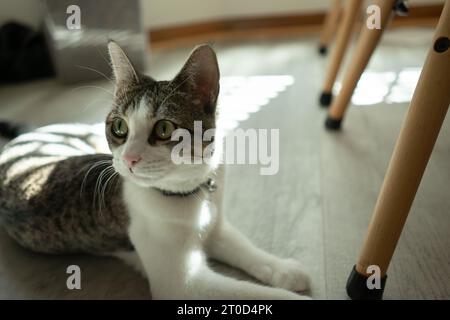 Die Katze liegt auf dem Küchenboden im Fenster Stockfoto