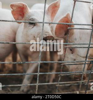 Junge Bauernschweine, die eifrig hinter ihrem sicheren Tor schauen, neugierig Stockfoto