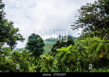 El Yunque National Forest in Puerto Rico. Stockfoto