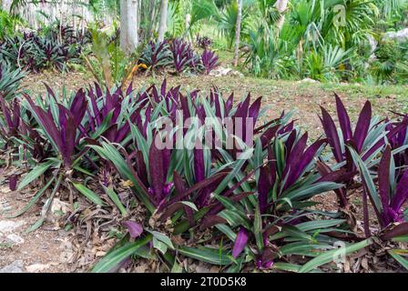Violette Blätter von tradescantia spathacea, auch bekannt als Commelinaceae, moses in der Wiege, moses in der Wiege. Stockfoto