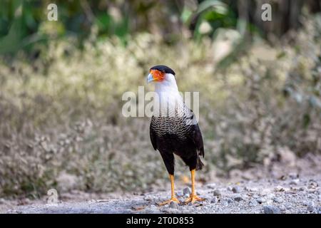 Haubenkarakara (Caracara plancus), Raubvogel auf Baumstamm, Puntarenas Costa Rica Tierwelt Stockfoto