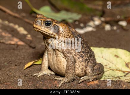 Rhinella horribilis ist die wissenschaftliche Bezeichnung für Populationen der Rohrkröte oder Riesenkröte, eines Frosches in Mesoamerika und im Nordwesten von Süd-am Stockfoto