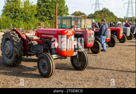 Massey Ferguson-Traktoren im Oldtimer-Verkauf von Landwirtschaftsmaschinen, Campsea Ashe, Suffolk, England, Großbritannien Stockfoto