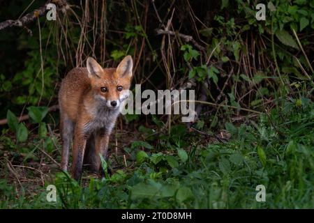 Rotfuchs - Vulpes vulpes, schöne beliebte Fleischfresser aus europäischen Wäldern, Weißkarpaten, Tschechien. Stockfoto